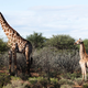 The dwarf giraffe Nigel (right) next to an adult male (left) in Namibia, March 2018